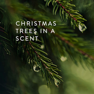 Thymes Frasier Fir Candle - Poured Candle Tin with Gold Lid - Scented Candle with A Fresh Home Fragrance - Pine Needle Design (6.5 oz)